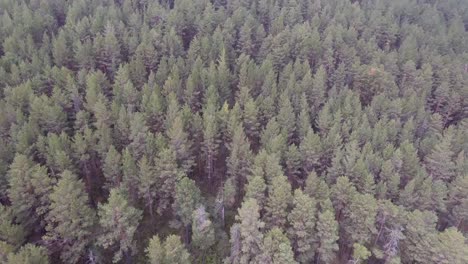 Aerial-drone-shot-over-mongolian-forest